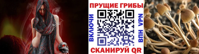 Псилоцибиновые грибы Cubensis  Старая Русса 
